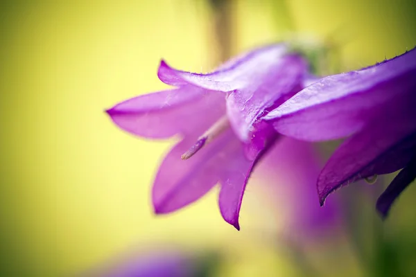 Harebells (Campanula) fiori selvatici sul prato estivo — Foto Stock