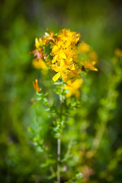 Grashopper vert sur fleurs St Johns jaunes — Photo