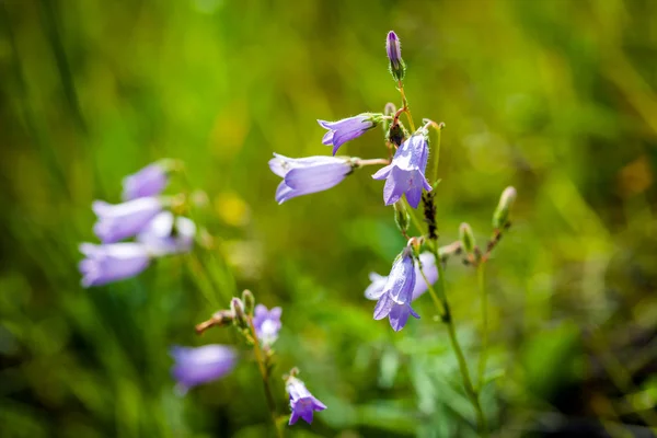 Harebells (Campanula) vilda blommor på Sommaräng — Stockfoto