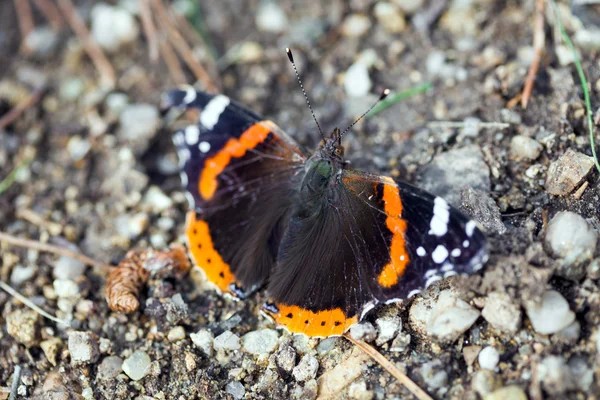 오픈 날개 휴식 바둑의 나비 — 스톡 사진