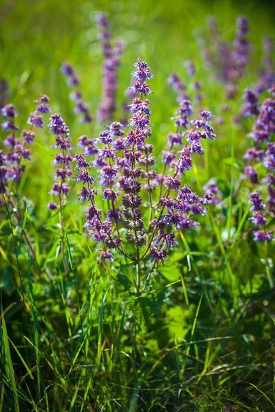 Vilda violett blomma på grön äng — Stockfoto