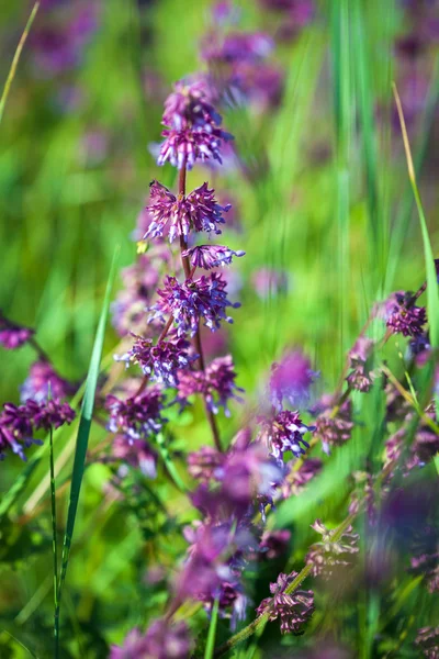 Vilda violett blomma på grön äng — Stockfoto