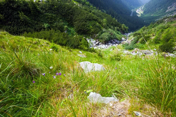 Wild violet flower on mountain — Stock Photo, Image