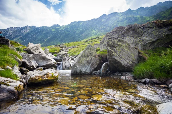 Bitki örtüsü ile çevrili orman akarsu — Stok fotoğraf