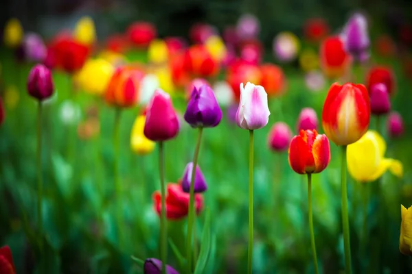 Colorful tulips in the park — Stock Photo, Image