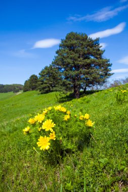 Pheasant's eye beautiful spring yellow flowers on hill clipart