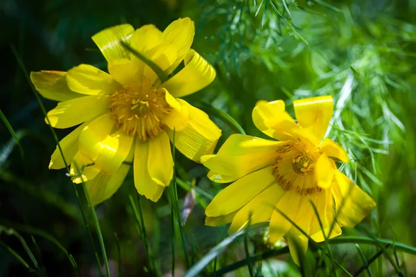 Belles fleurs jaunes printanières Œil de faisan — Photo