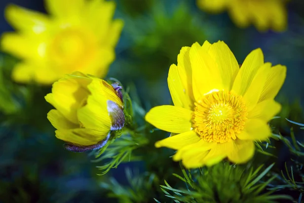 Belles fleurs jaunes printanières Œil de faisan — Photo