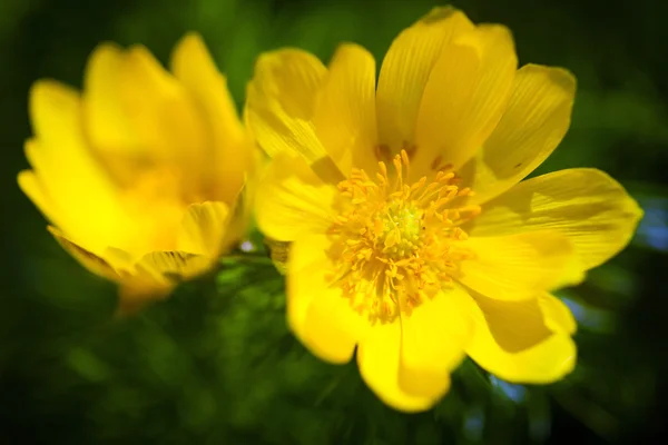 Belles fleurs jaunes printanières Œil de faisan — Photo