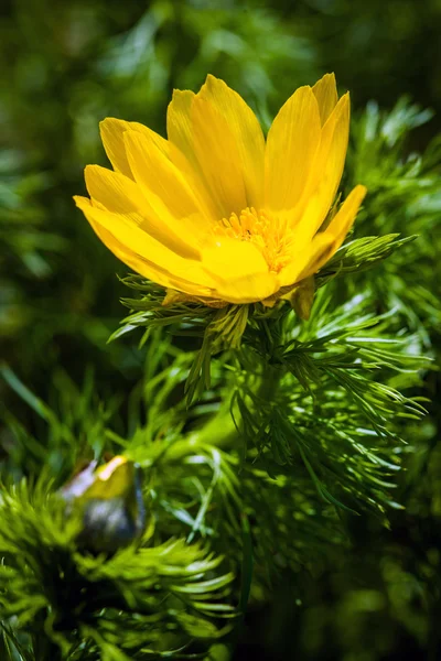 Belles fleurs jaunes printanières Œil de faisan — Photo