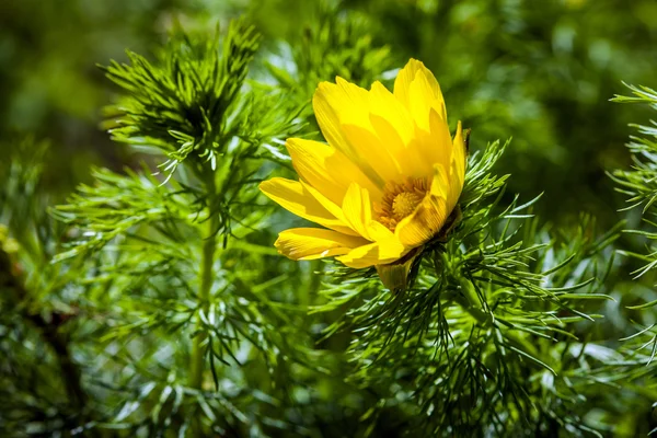 Belles fleurs jaunes printanières Œil de faisan — Photo