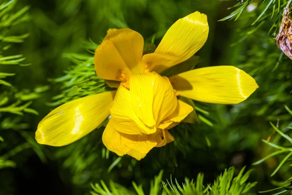 美しい春黄色の花福寿草 — ストック写真