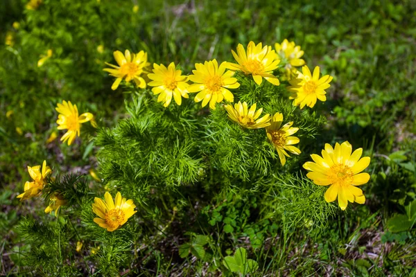 美しい春黄色の花福寿草 — ストック写真