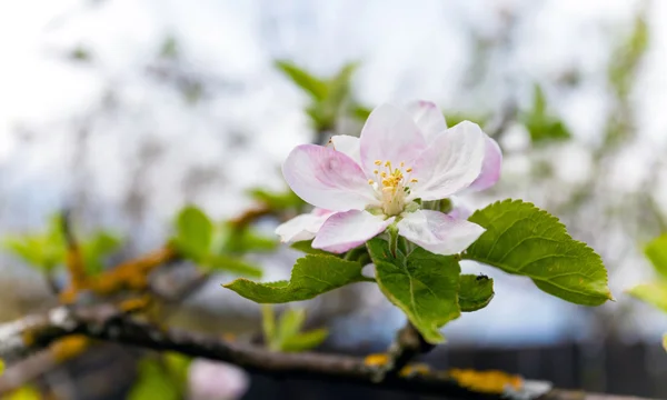 Kvete bílými jabloň s malou hloubkou ostrosti — Stock fotografie
