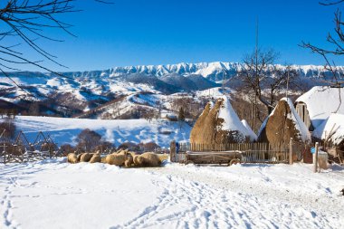 Haystacks ve koyunlar ile tipik kış doğal görünümü