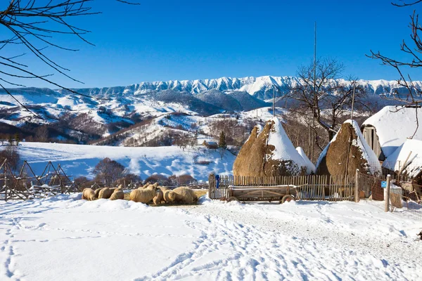 Typische winter schilderachtig uitzicht met hooibergen en sheeps — Stockfoto