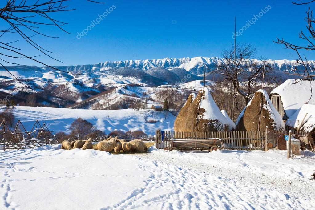 Typical winter scenic view with haystacks and sheeps