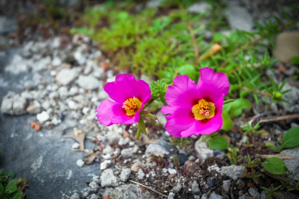 Fiori rosa circondati da pietre — Foto Stock