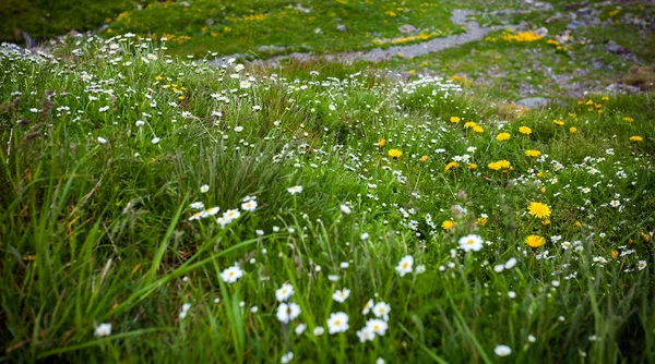 Vilda blommor på Fagaras berg, Rumänien — Stockfoto