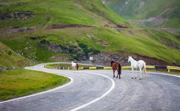 Caballos blancos y marrones caminando por la autopista Transfagarasan en Roma —  Fotos de Stock