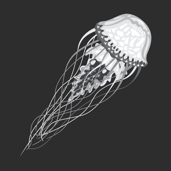 Swimming medusa or jellyfish illustration
