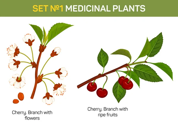 La planta medicinal o medicinal - la rama de la flor de los cerezos. Fruta curativa con flores y tallo con hojas, flora foliar remedial. Puede ser utilizado para libro de medicina o libro escolar, ilustración de botánica — Vector de stock