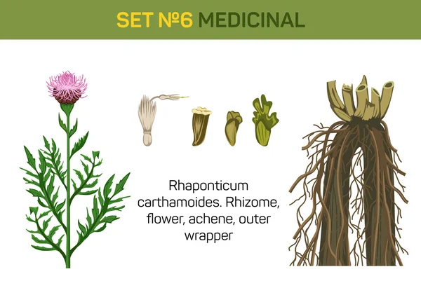 Flor medicinal de Rhaponticum carthamoides ou raiz maral. Partes detalhadas de cura ou planta herbal como rizoma e flor, aceno e invólucro exterior. Para livro de medicina ou ilustração de ervas — Vetor de Stock