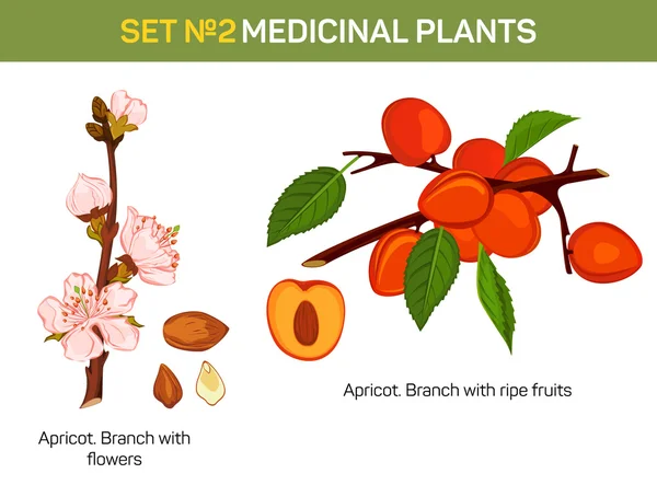 Rama de albaricoque con flores y frutas maduras de sección transversal. Planta medicinal con núcleo. Florece en la ramita del árbol. Puede ser utilizado para el libro de texto escolar o médico, libro de cultivo e ilustración de botánica — Vector de stock