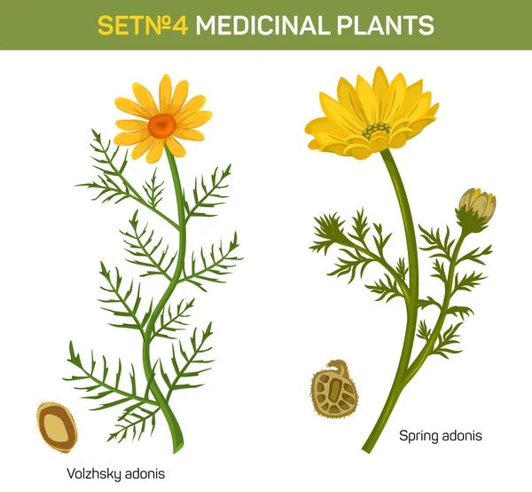 Wolgensis e primavera adonis floração planta medicinal com sementes cruzadas. Plantas de jardim de ervas em flor com folhas. Pode ser usado para herbalismo ou livro de medicina, tema do livro escolar —  Vetores de Stock