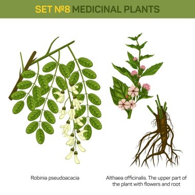 Bitkisel robinia pseudoacacia veya ağaç yaprakları çiçeği ve althaea officinalis veya marshmallow tıbbi bitki üst kısmı çiçekli ve kökleri ile alt kısmı ile siyah çekirge Şubesi
