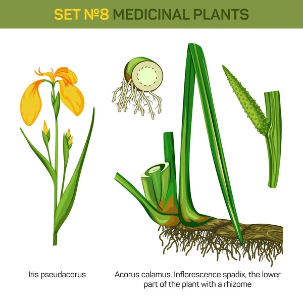 Iris médico pseudacorus o bandera amarilla y acuática, palanca y parte inferior o raíces, rizoma de espádice de inflorescencia o especias con flores sobre tallo carnoso, bellota calamus o bandera dulce — Vector de stock