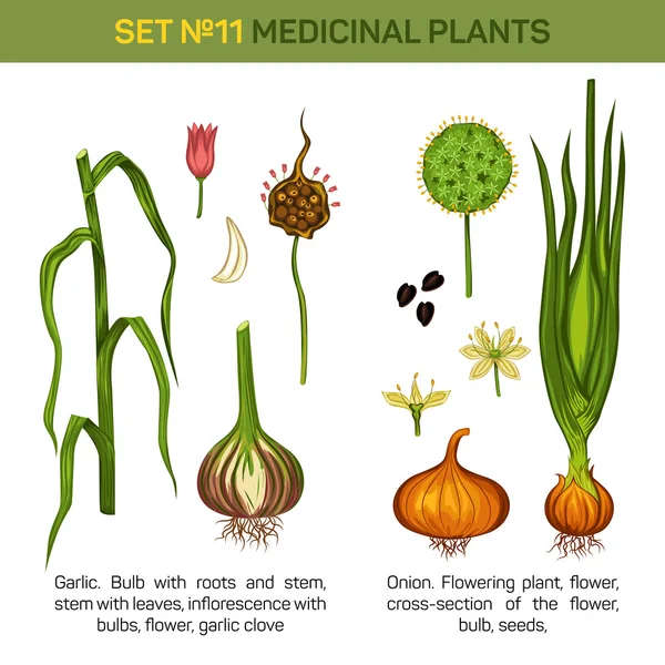 Ajo italiano y cebolla o chalota, puerro o cebolleta, tallos y flores rakkyo, inflorescencia con bulbos y hojas, flora follaje medicinal. Se puede utilizar para el libro floral de la botánica herbal o médica — Vector de stock