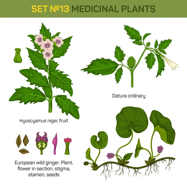 Hyoscyamus niger y jengibre o serpiente silvestre europea, canadense asarum de amplio nivel, trompetas de datura o diablos, tallos de flor de luna y flores, arbusto. Puede ser utilizado para medicinales o herbales, naturaleza tema — Vector de stock