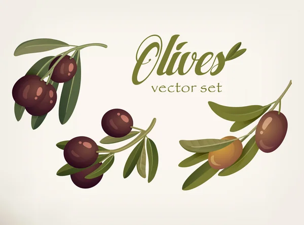 Yellow and ripe berries of olives with bleaks — Stock Vector