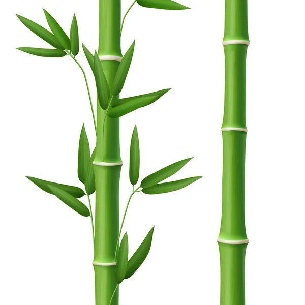 Hoja de árbol de bambú, tallo y palo de plantas, realista — Vector de stock