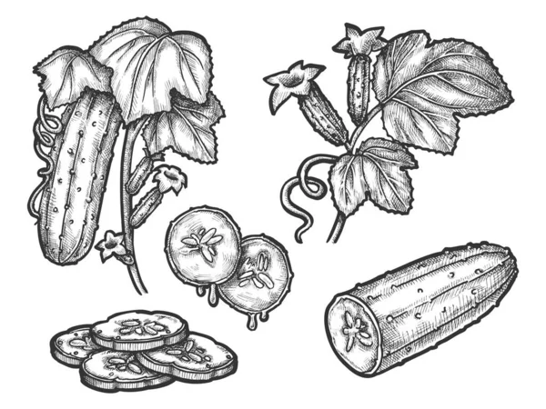 Diseño de ilustración de dibujo vectorial dibujado a mano de pepino — Vector de stock