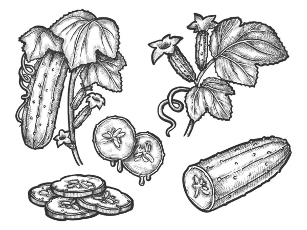 Cucumber 손으로 그린 벡터 스케치 설계 — 스톡 벡터