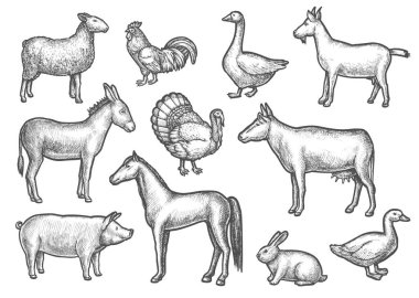 İzole edilmiş evcil kuş ve hayvan çizimleri.