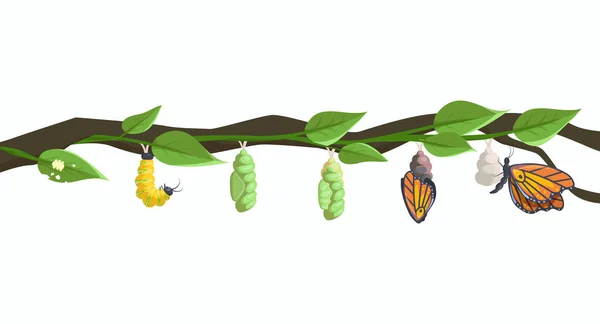 Metamorfosis de la mariposa y ciclo de vida de la larva — Vector de stock