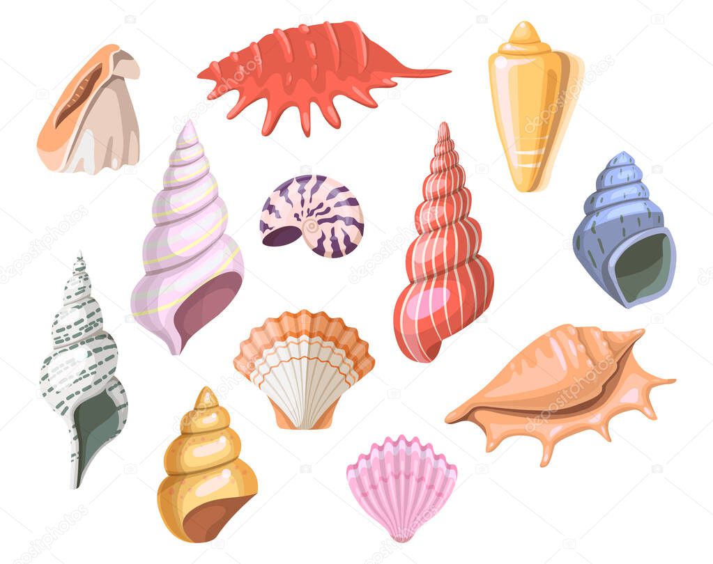 Shells of sea, seashell and marine snail scallops