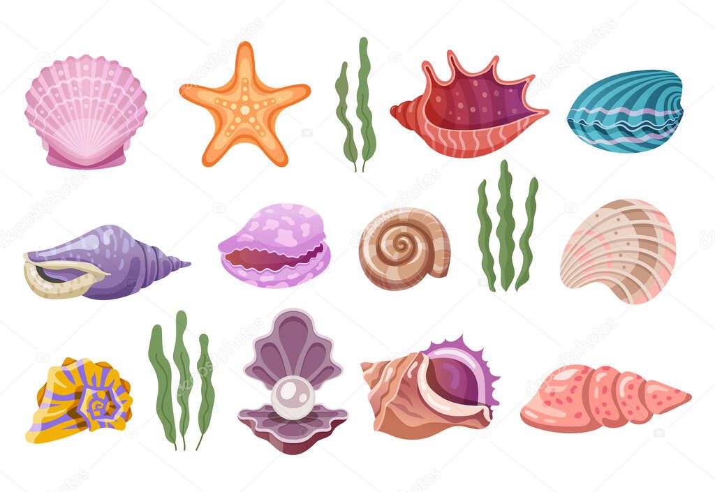 Shells of sea, pearl seashells and marine clams