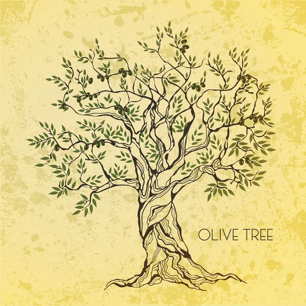 Оливковое дерево на винтажной бумаге — стоковый вектор