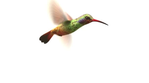 Colibrì che vola — Video Stock