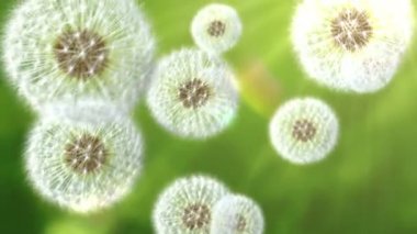Dandelions yeşil arka plana karşı düşen