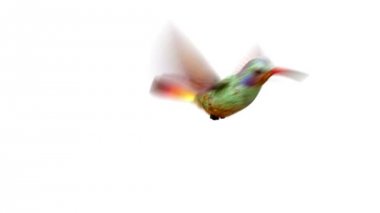 Uğultu kuş 3d animasyon