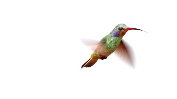 Humming bird 3d animace — Stock video