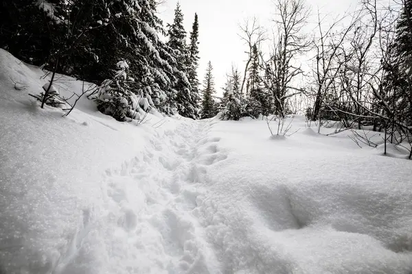 Sněžnice trail quebec — Stock fotografie