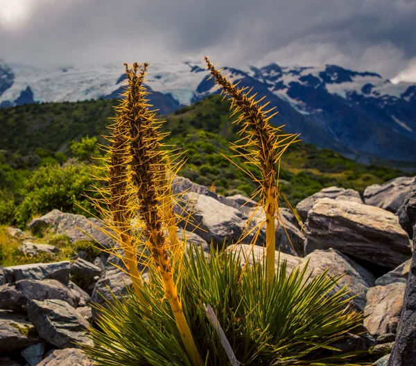 Fleur Sauvage Jaune Nouvelle Zélande — Photo
