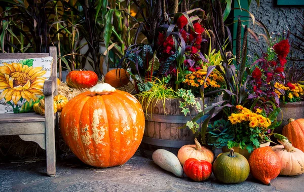 Pumpkins Fall Display — Stock Photo, Image