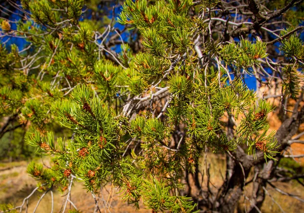 Bryce Kanyonu Nda Çam Ağacı — Stok fotoğraf